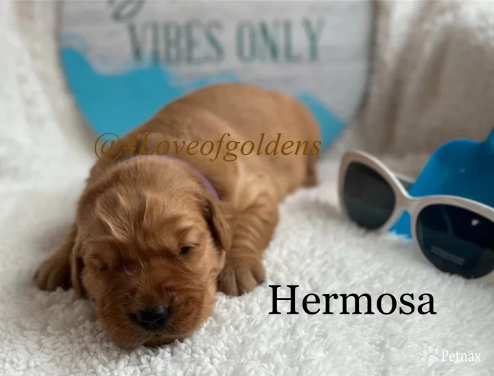 Hermosa Puppies for Sale