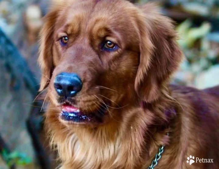 Brandy Golden Retriever