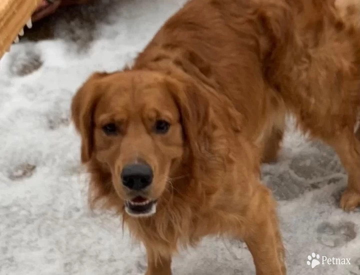 Maximus  Golden Retriever