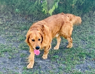 Maximus  Golden Retriever