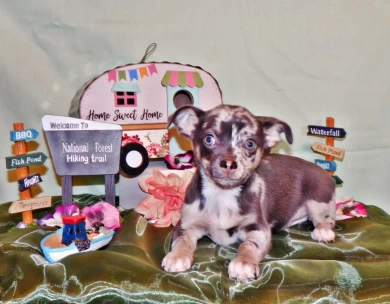 Socrates Puppies for Sale