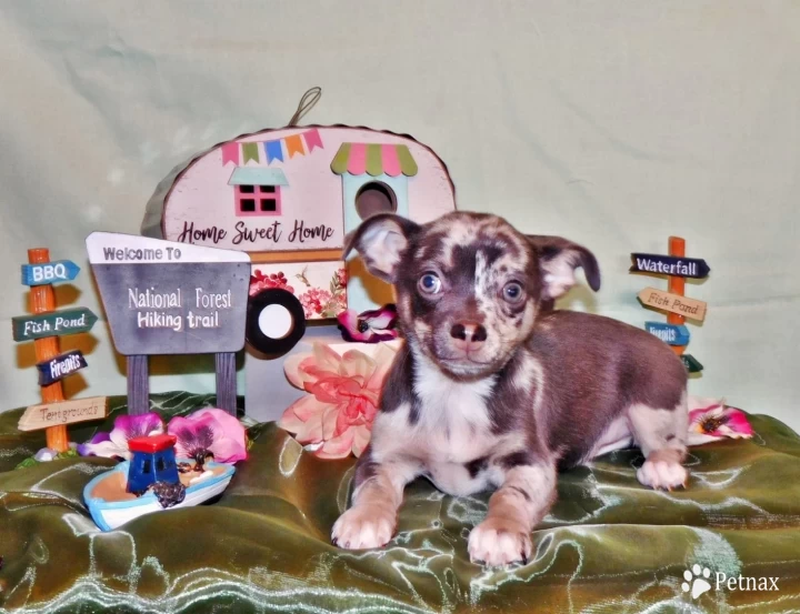 Socrates Puppies for Sale