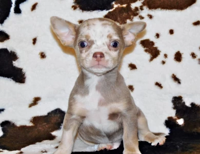 Solomon Puppies for Sale