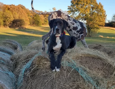 Athena Great Dane