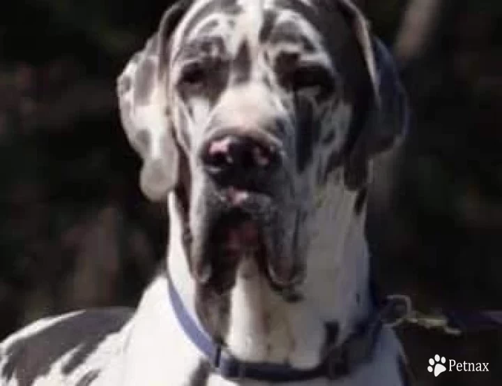 Lincoln Great Dane