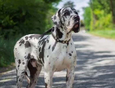 Lincoln Great Dane