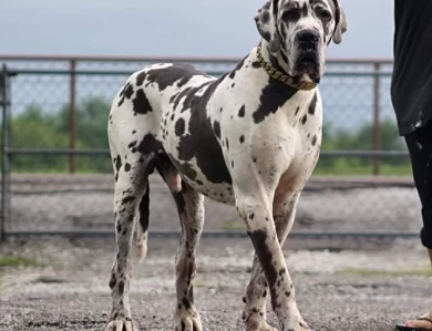 Lincoln Great Dane