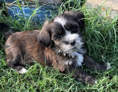 Ole Puppies for Sale