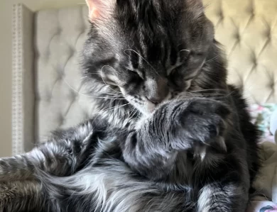 Sapphire Maine Coon