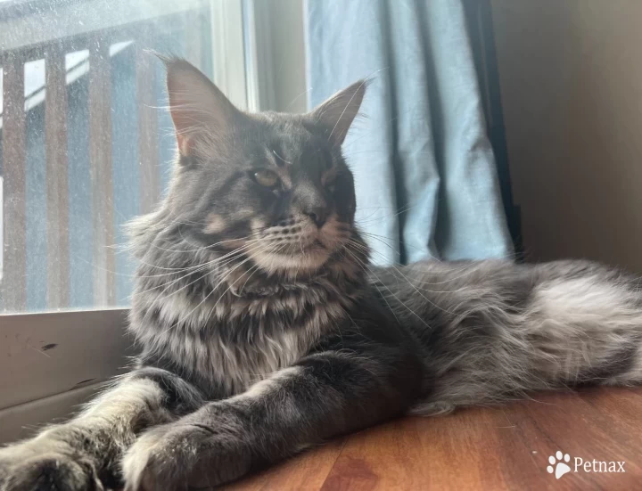 Sapphire Maine Coon