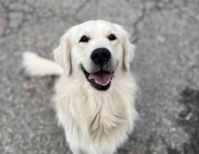 Rex Golden Retriever