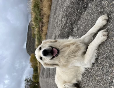 Rex Golden Retriever