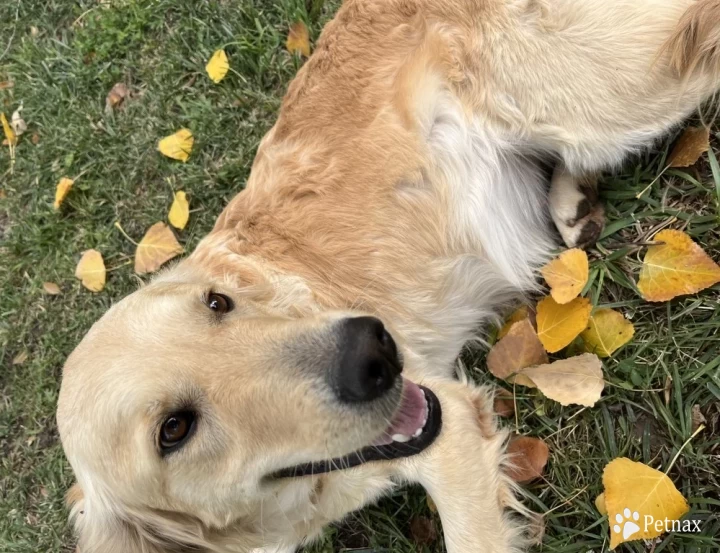 Gracie Golden Retriever