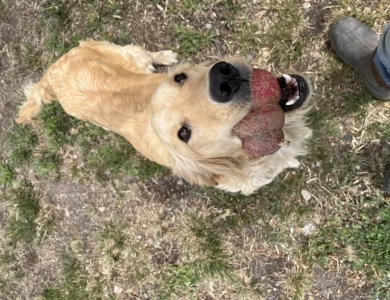 Gracie Golden Retriever