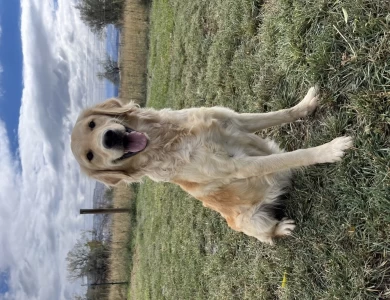 Gracie Golden Retriever