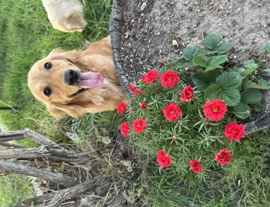 Cleo Golden Retriever