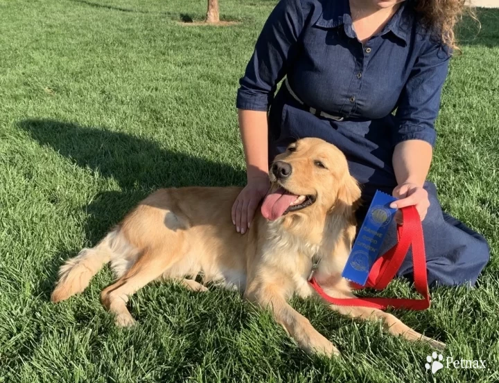 Cleo Golden Retriever