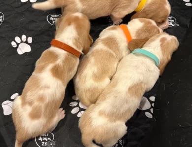 Orange Puppies for Sale