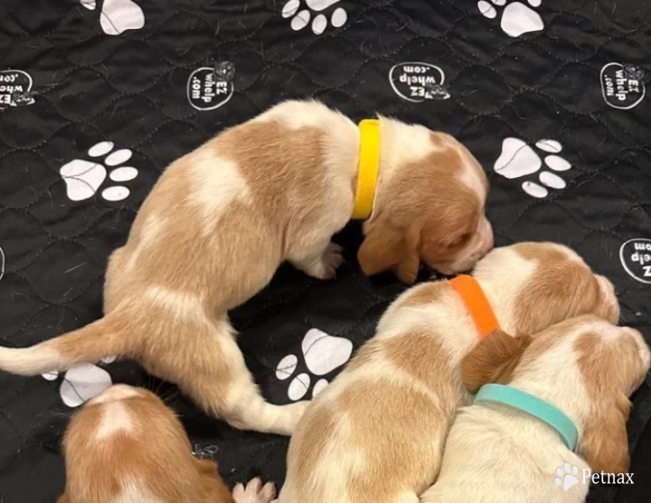 Yellow Puppies for Sale