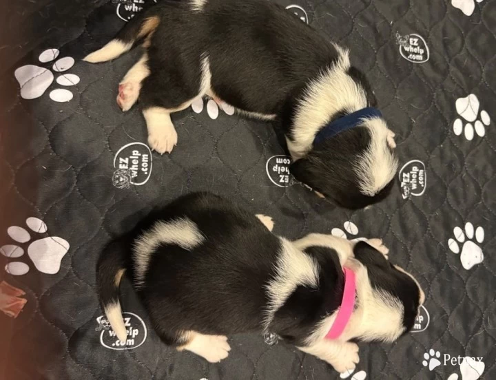 Pink Puppies for Sale