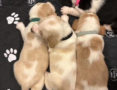 Green Puppies for Sale
