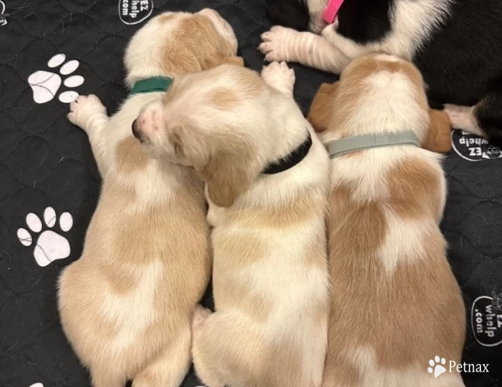 Green Puppies for Sale