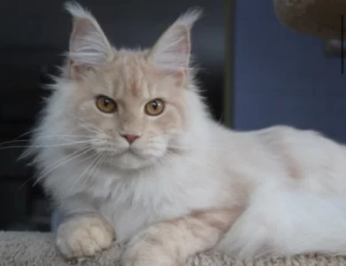 Tango Maine Coon