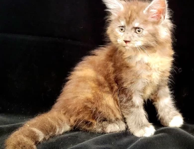 Tellie Kittens for Sale