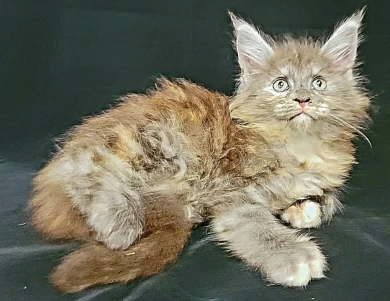 Tellie Kittens for Sale