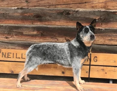 GCH CH SouthForkBluesMamaBear Australian Cattle Dog