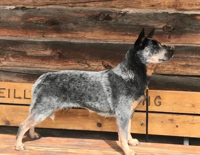 GCH CH SouthForkBluesMamaBear Australian Cattle Dog