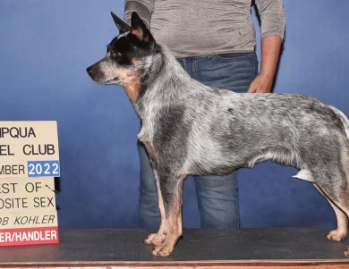 GCH CH SouthForkBluesMamaBear Australian Cattle Dog