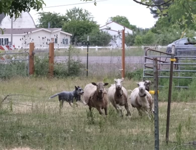 GCH CH SouthForkBluesMamaBear Australian Cattle Dog