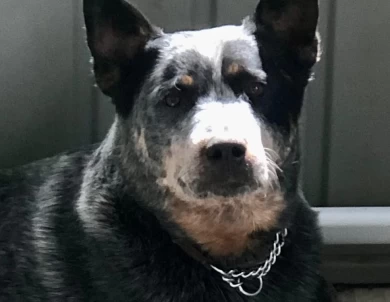 GCH CH SouthForkBluesMamaBear Australian Cattle Dog