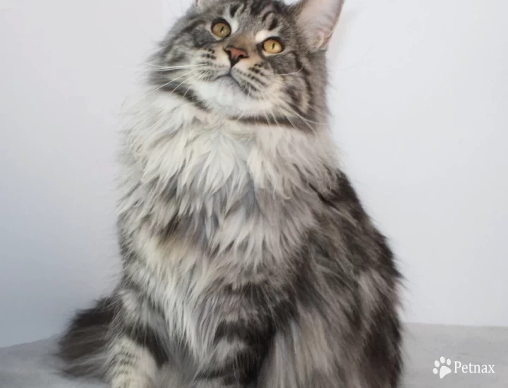 Ironpride Yeti Maine Coon