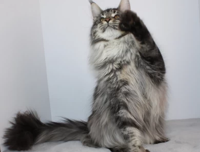 Ironpride Yeti Maine Coon