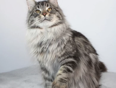 Ironpride Yeti Maine Coon