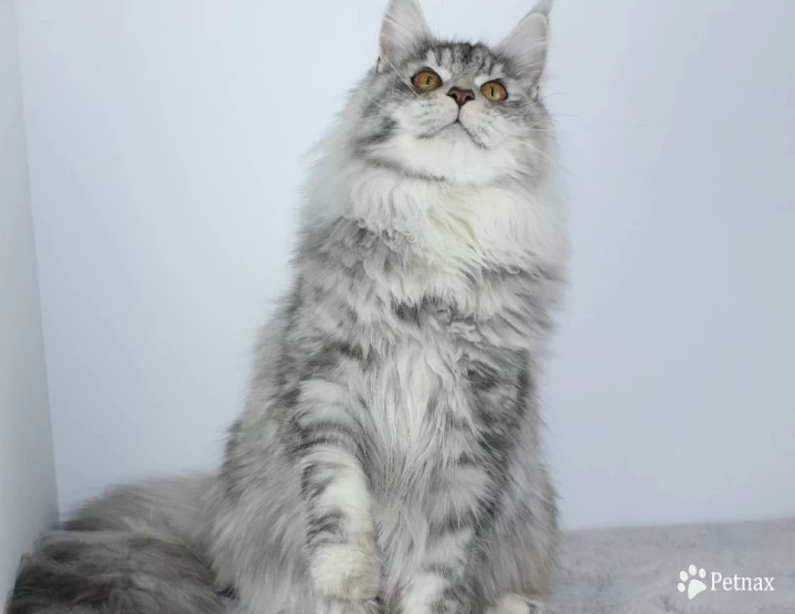 Platinum Maine Coon