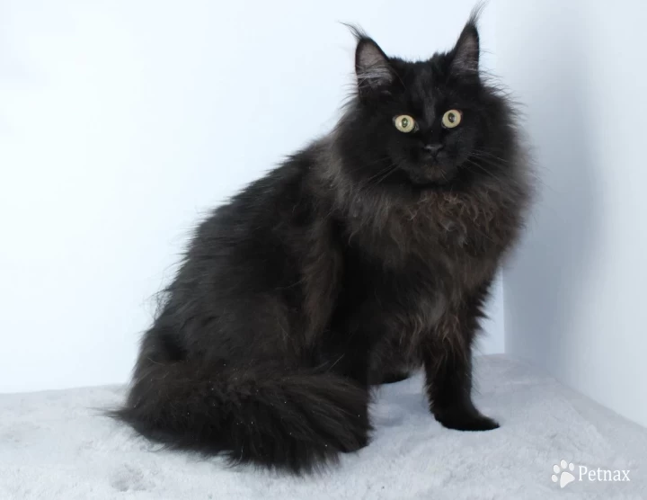 Onyx Maine Coon