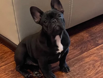 Violet French Bulldog