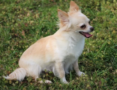 Sunny Chihuahua