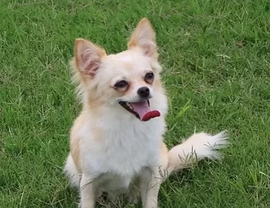 Sunny Chihuahua