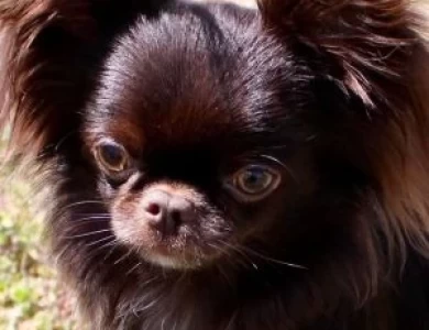 Choco Chihuahua