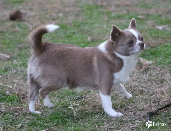 Purple D Chihuahua