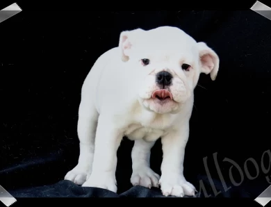 Moby Thick Puppies for Sale