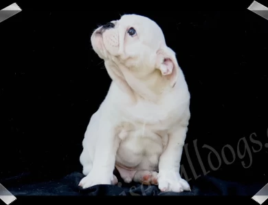 Moby Thick Puppies for Sale