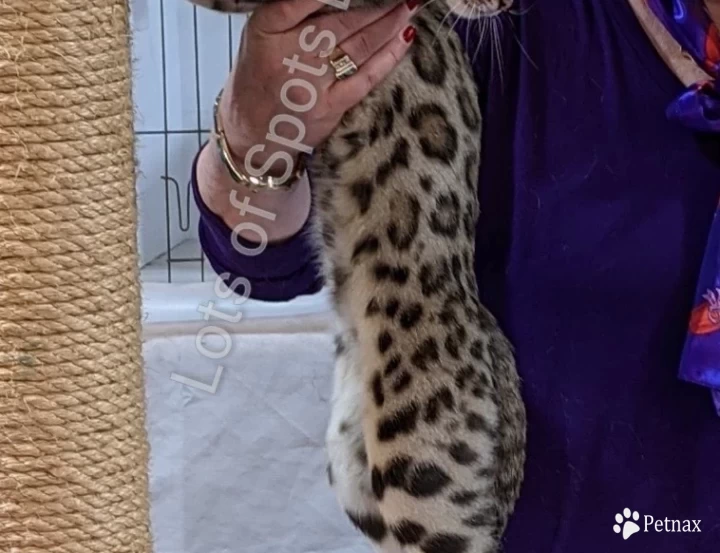 RW SGC LotsOfSpots Rayne Dancer Bengal