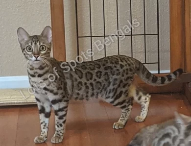 RW SGC LotsOfSpots Rayne Dancer Bengal