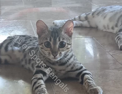 RW SGC LotsOfSpots Rayne Dancer Bengal