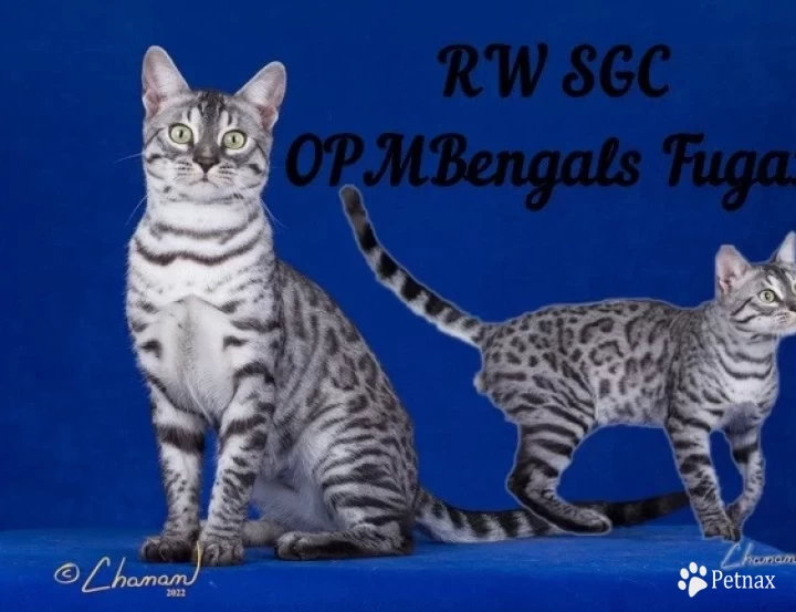 RW SGC Opmbengals Fugazi of LotsOfSpots Bengal